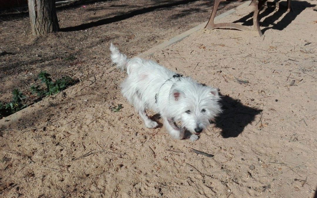 Siempre  sale  el  Sol