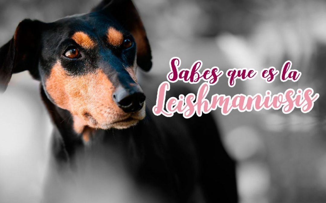 ¿Qué es la Leishmaniosis canina?