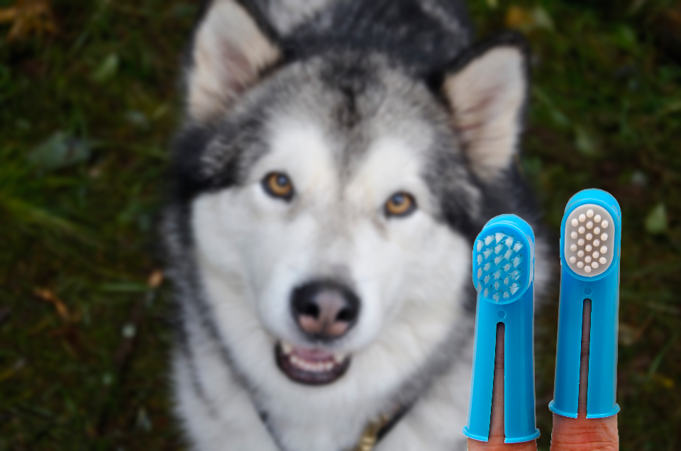 Higiene bucodental en perros