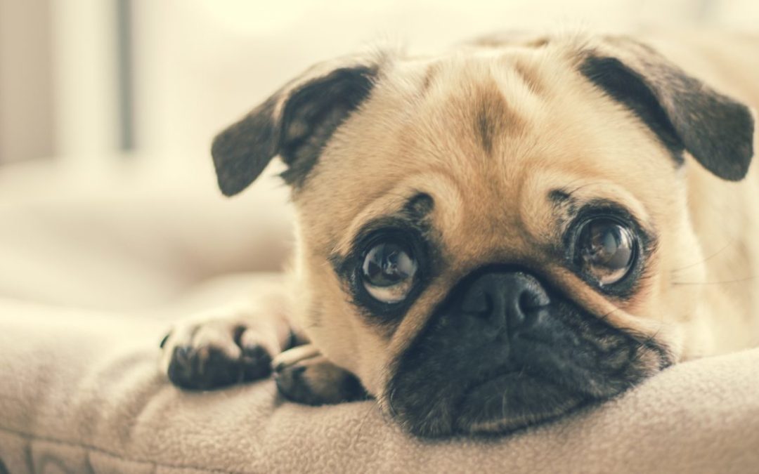 Trucos para que tu perro controle la ansiedad por la comida