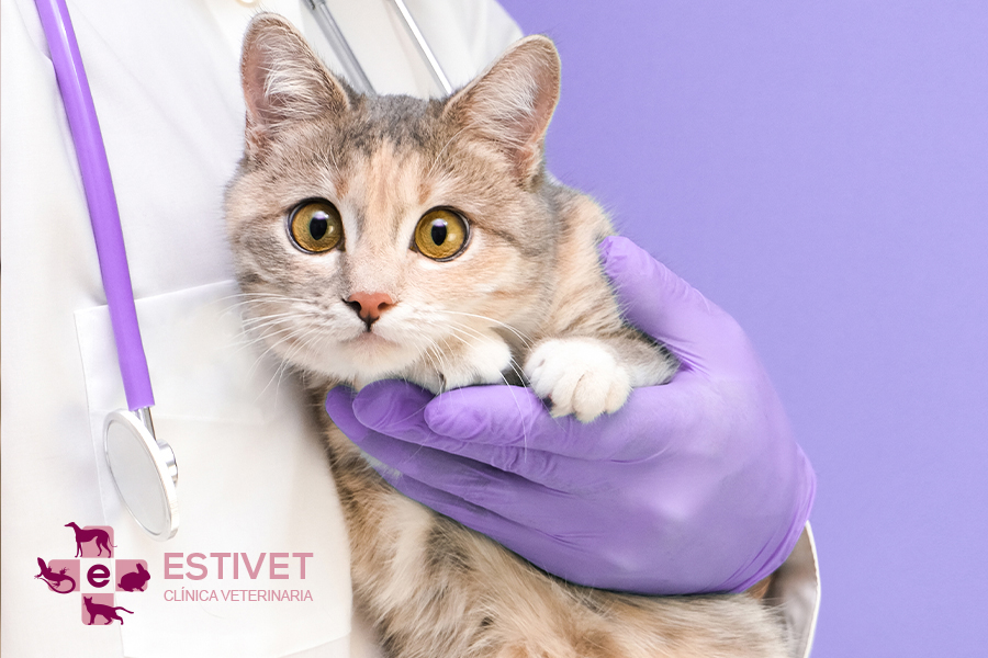 Claves para reforzar el sistema inmunitario de tu mascota