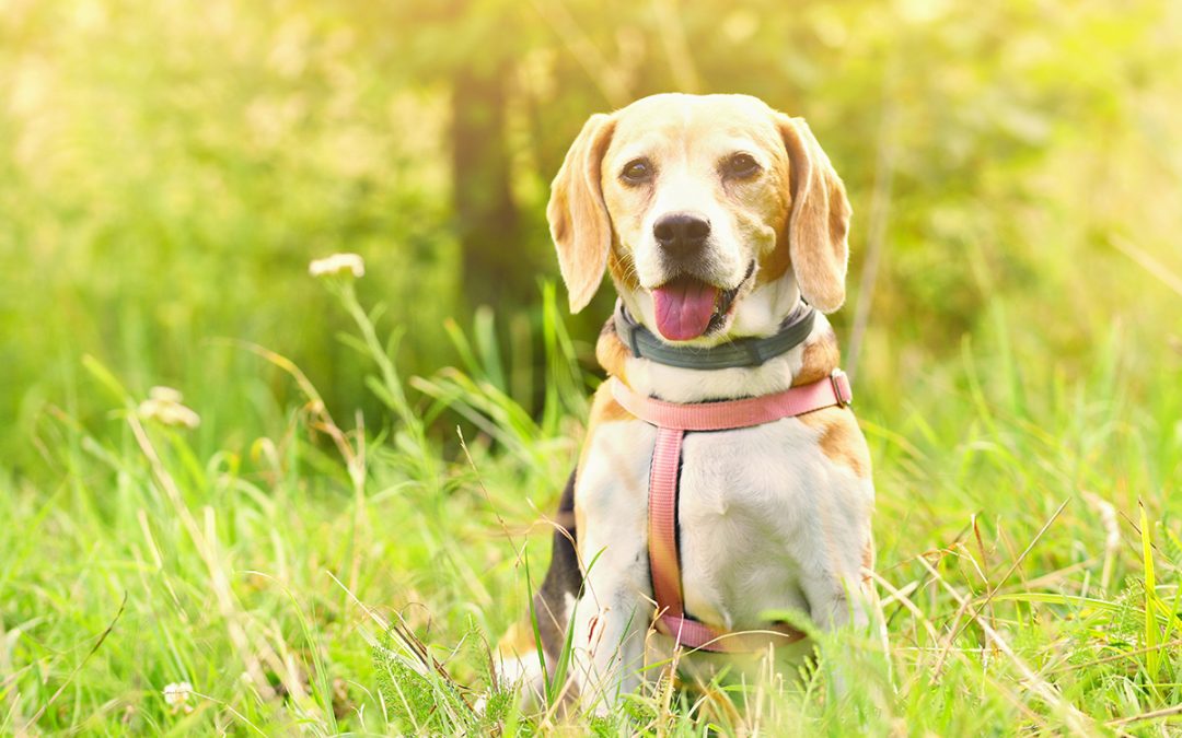 Parásitos externos: qué son, síntomas y cómo prevenirlos