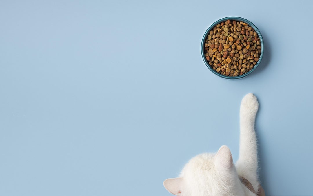 Cómo prevenir y eliminar el sobrepeso en gatos