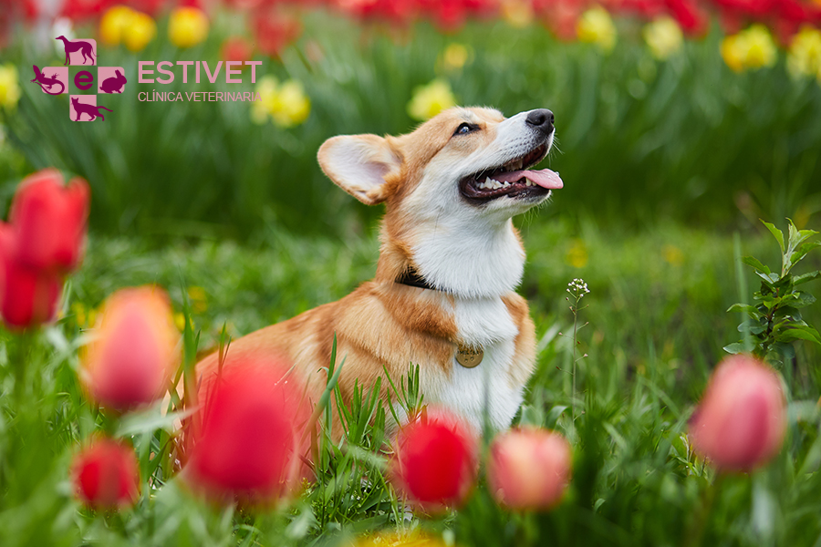 Alergias de primavera en mascotas