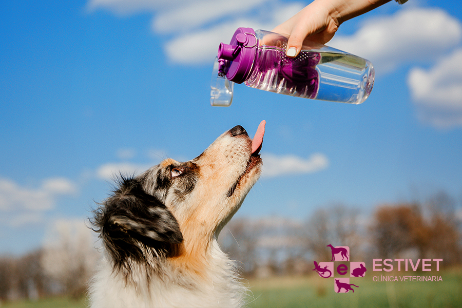 Golpe de calor en perros: síntomas, causas y tratamiento