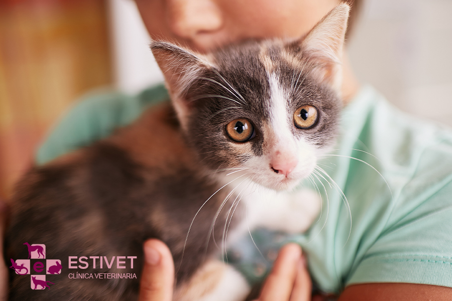 Tipos de cáncer más comunes en gatos