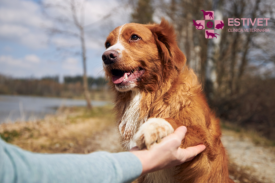 3 Enfermedades que pueden dañar las patas de tu perro