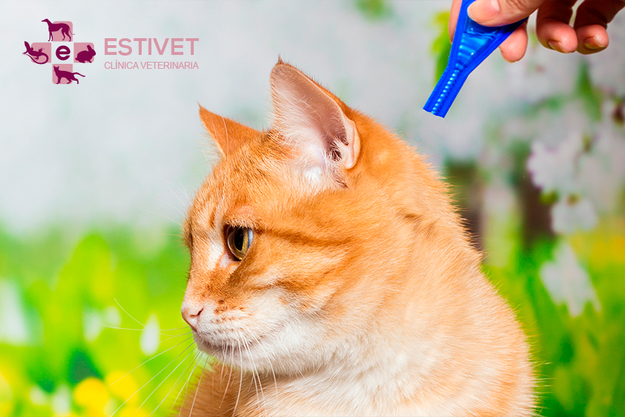 Pulgas en verano: cómo detectarlas, eliminarlas y prevenirlas