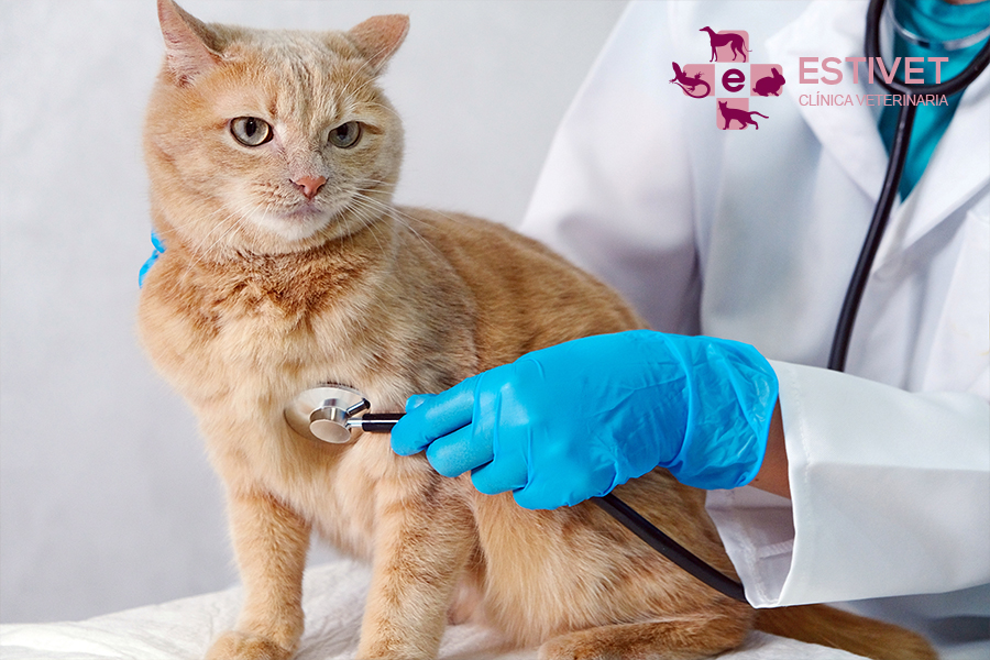 Toxoplasmosis: cómo se contagia, síntomas y prevención