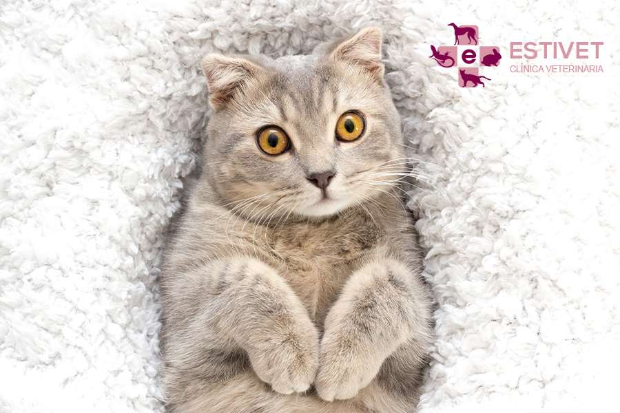 Conjuntivitis en gatos: síntomas, tratamiento y prevención