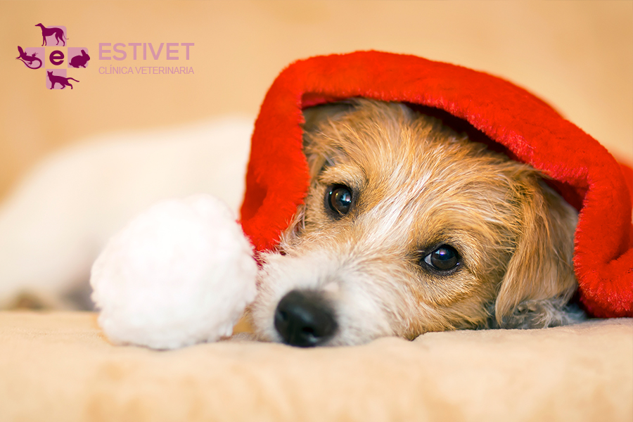 Las urgencias veterinarias más comunes en Navidad
