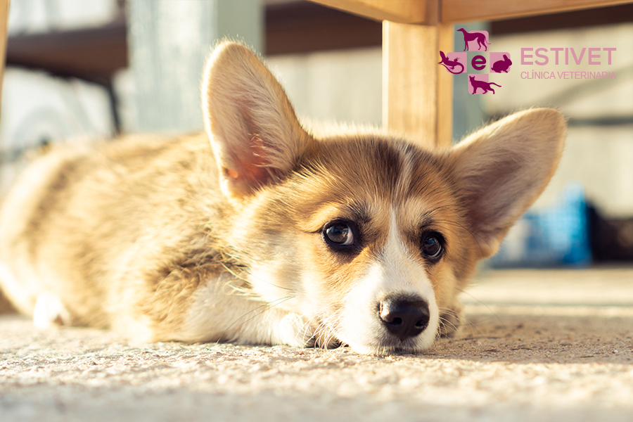 Tos de las perreras: cómo reconocer los síntomas y cuál es su tratamiento