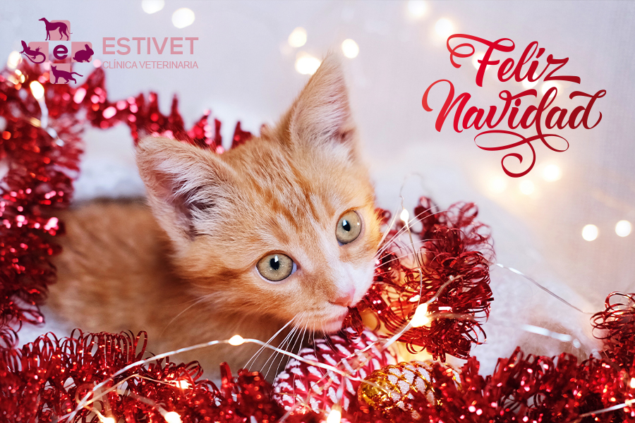 ¡Feliz Navidad y excelente comienzo de año!