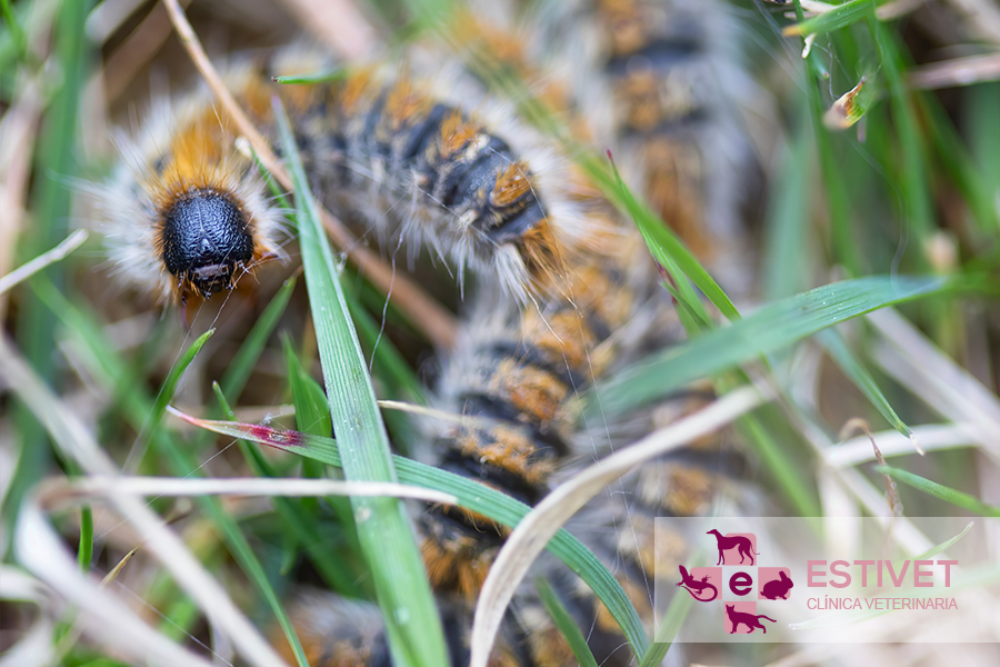 Riesgos del envenenamiento por procesionaria en tu mascota