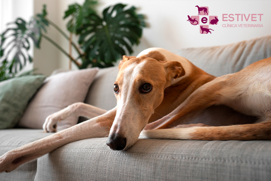 Epilepsia en perros: síntomas y tratamiento