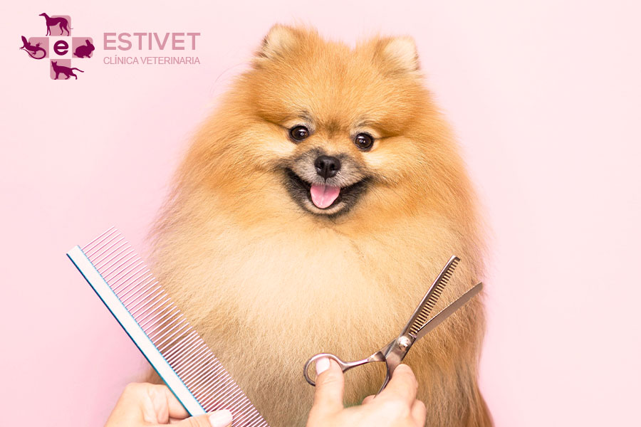 ¿Es recomendable cortar el pelo del perro durante el verano?