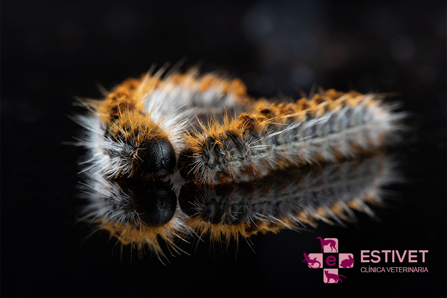 Cómo afecta la primavera a nuestras mascotas