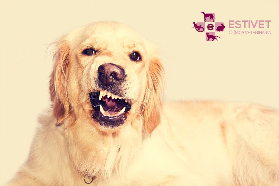 ¿Qué causa el estrés en las mascotas?