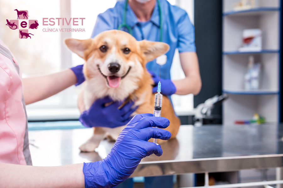 La rabia: qué es y por qué es importante prevenirla