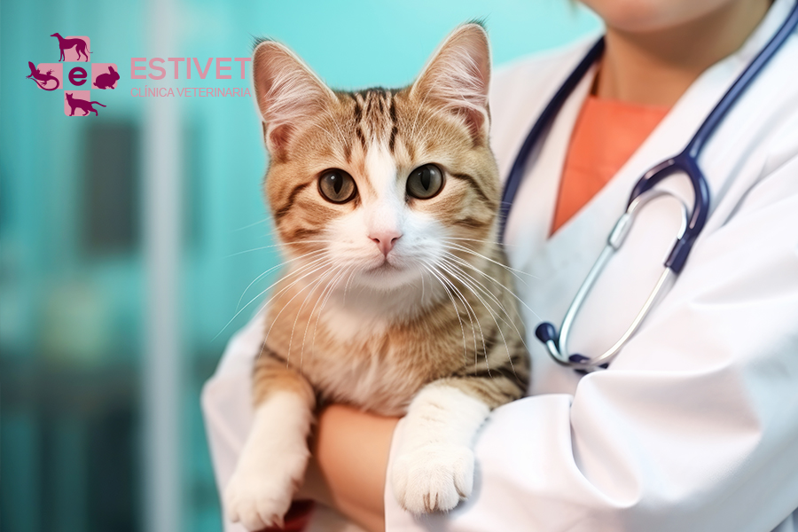 Sobrepeso en Felinos: Un Problema de Salud en Aumento