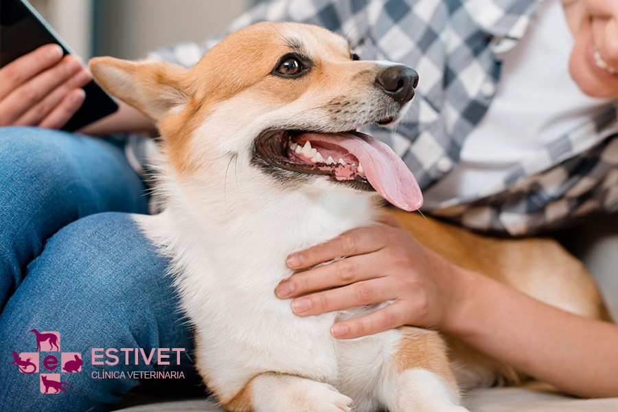 Cómo preparar a tu mascota para una visita al veterinario: consejos para una experiencia tranquila