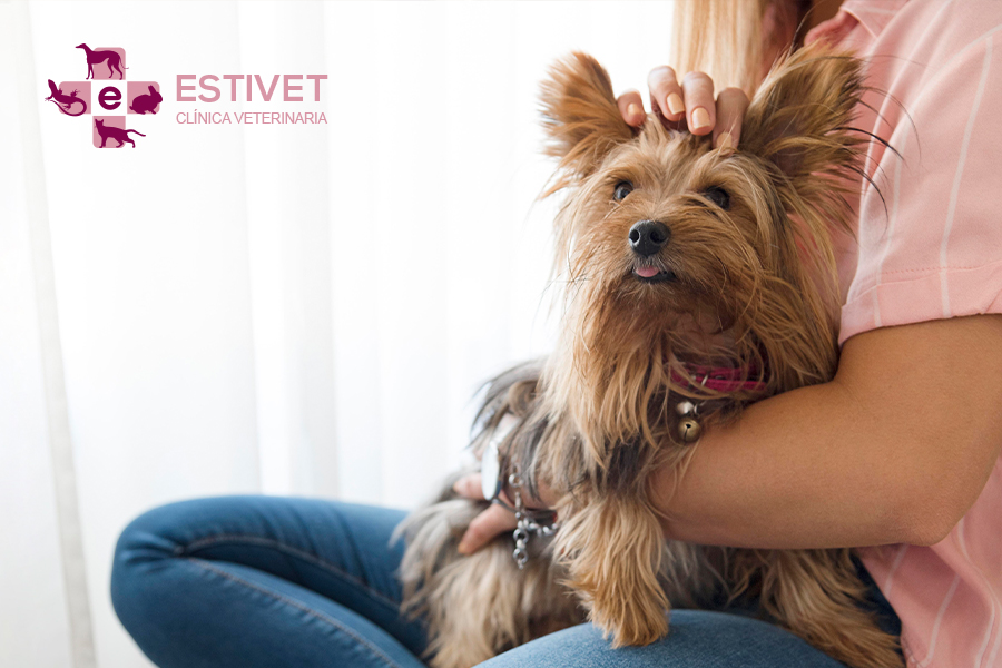 Conoce el ciclo sexual de tu mascota