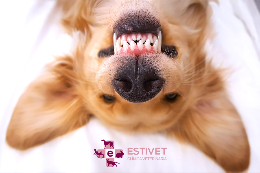 Cuidado dental para perros y gatos: importancia y consejos prácticos