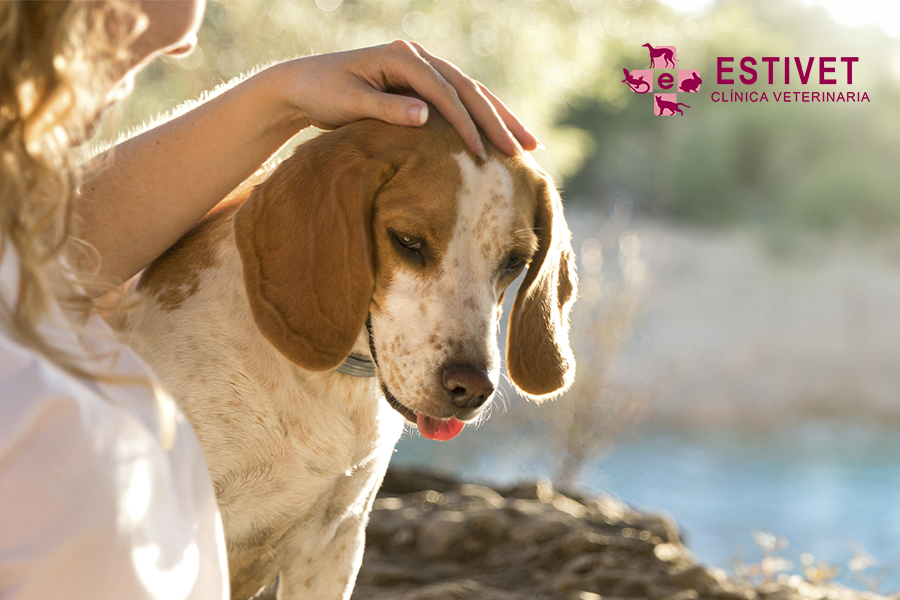 Quemaduras solares en mascotas: causas, tratamiento y prevención
