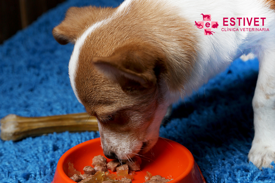 Beneficios de la comida húmeda para mascotas en verano