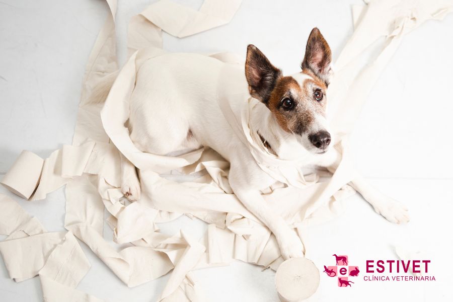 Estreñimiento en perros: causas, síntomas y tratamiento