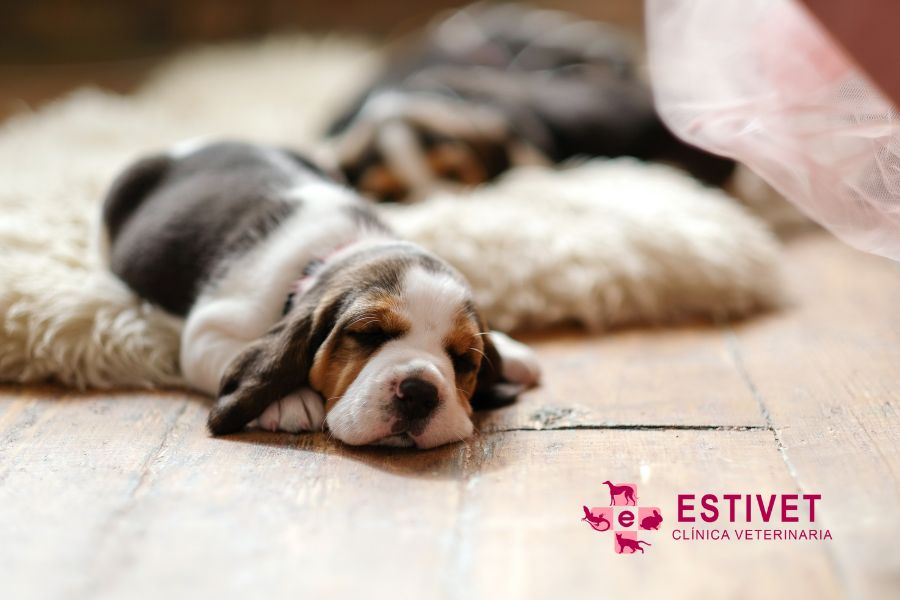 Moquillo canino: síntomas y tratamientos