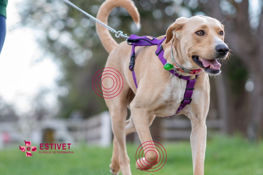 Artrosis en mascotas: síntomas, tratamiento y prevención