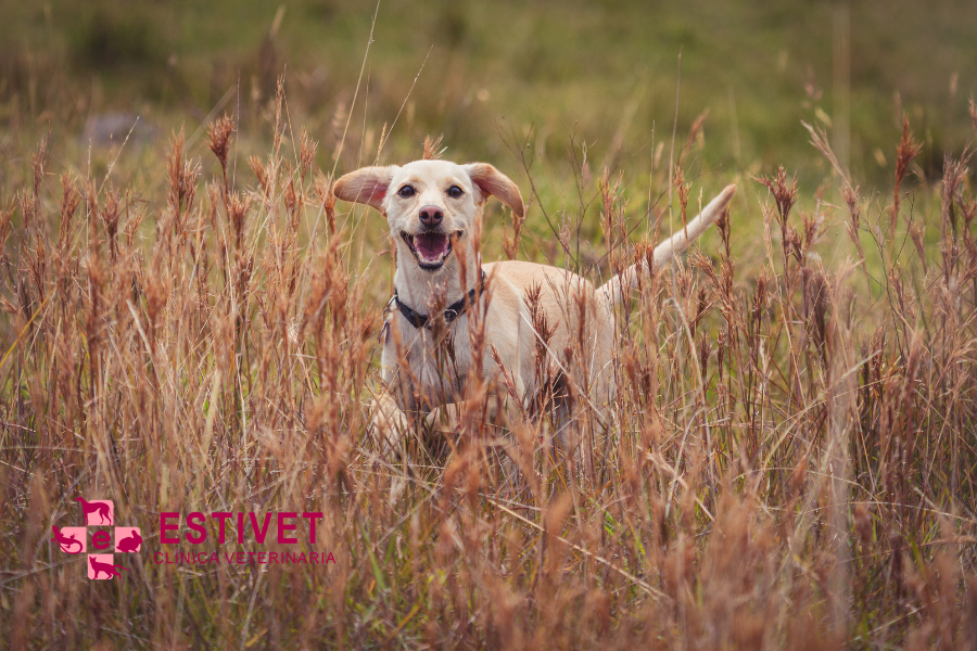 ¿Cómo actuar si tu perro se clava una espiga?