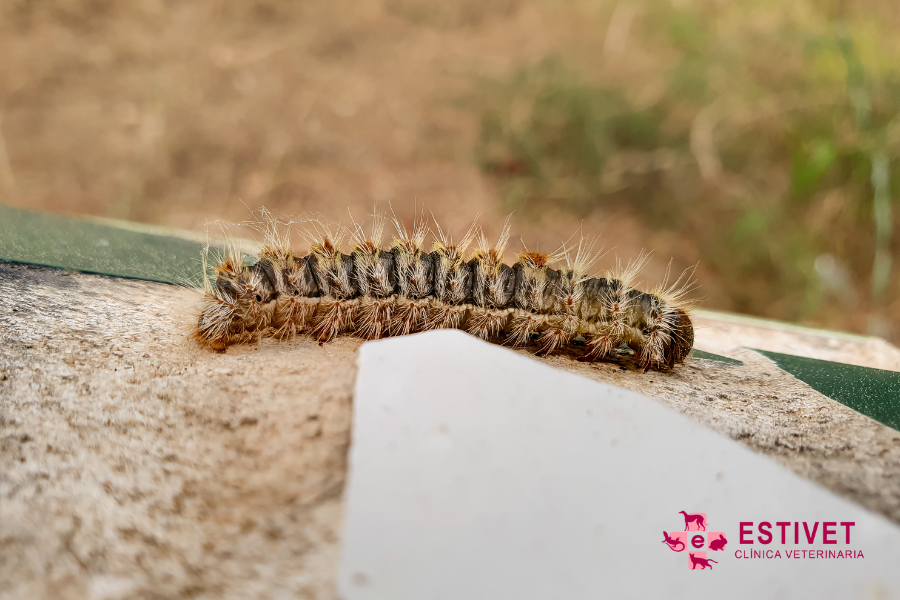 Oruga Procesionaria y Perros: Un Peligro Silencioso Que Debes Conocer