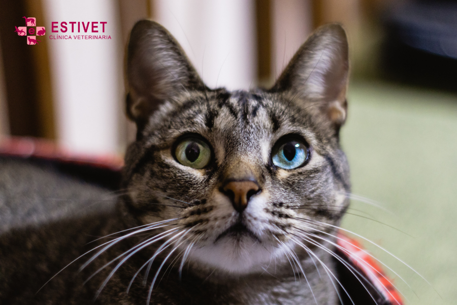 Lenguaje corporal en mascotas: ¿cómo interpretarlo?