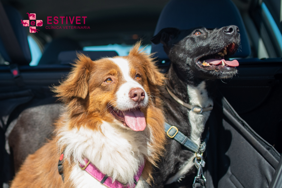 ¿Vas a viajar con tu mascota este verano? Claves para tutores