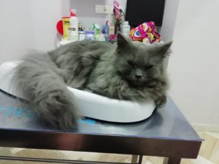 Fotografía en primer plano de un ojo de perro 