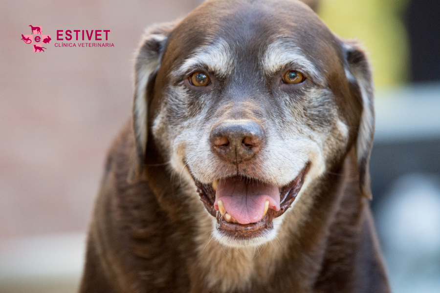 Chequeo sénior: cuidar la salud de tu compañero en su etapa madura