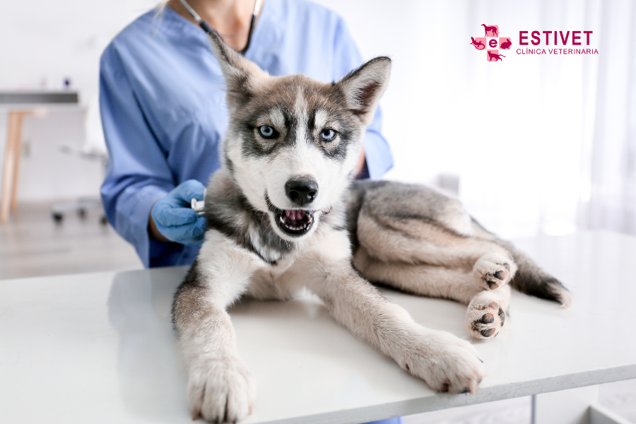 Cómo reducir el estrés de tu mascota en visitas al veterinario